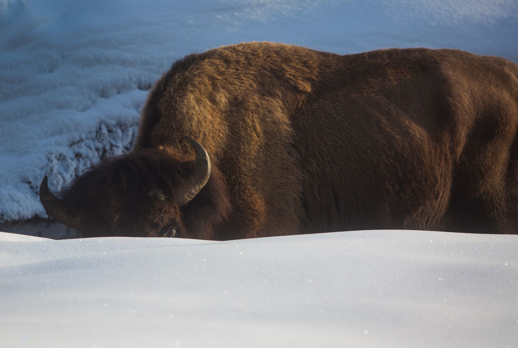 Yellowstone bison